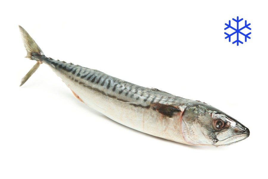 1716-5904200_makrela_mr_webxl