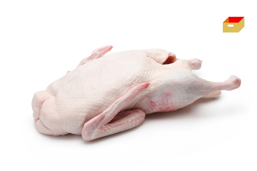 999-4130100_kachna_webxl_pikt